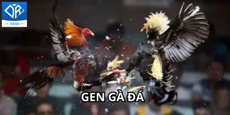 Gen Di Truyền Đá Gà Và Tiềm Năng Phát Triển Của Đá Gà Trực Tuyến